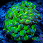 Ultra Hammer Coral Frag WYSIWYG 5cm A3R5B1 Ultra Hammer Coral Frag WYSIWYG 5cm A3R5B1 Aquarium Decor Ultra Hammer Coral Frag WYSIWYG 5cm A3R5B1 Zeo Box Reef