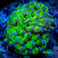 Ultra Hammer Coral Frag WYSIWYG 5cm A3R5B1 Ultra Hammer Coral Frag WYSIWYG 5cm A3R5B1 Aquarium Decor Ultra Hammer Coral Frag WYSIWYG 5cm A3R5B1 Zeo Box Reef