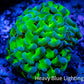 Ultra Hammer Coral Frag WYSIWYG 5cm B3R5B1 Ultra Hammer Coral Frag WYSIWYG 5cm B3R5B1 Aquarium Decor Ultra Hammer Coral Frag WYSIWYG 5cm B3R5B1 Zeo Box Reef