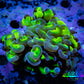 Ultra Hammer Coral Frag WYSIWYG 5cm B3R5B1 Ultra Hammer Coral Frag WYSIWYG 5cm B3R5B1 Aquarium Decor Ultra Hammer Coral Frag WYSIWYG 5cm B3R5B1 Zeo Box Reef