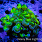 Ultra Hammer Coral Frag WYSIWYG 5cm B3R5B1 Ultra Hammer Coral Frag WYSIWYG 5cm B3R5B1 Aquarium Decor Ultra Hammer Coral Frag WYSIWYG 5cm B3R5B1 Zeo Box Reef