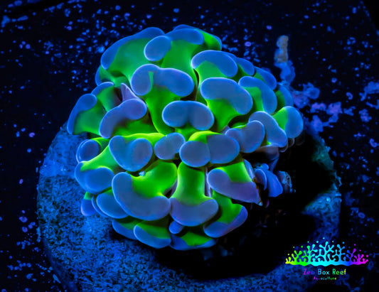 Ultra Hammer Coral Frag WYSIWYG Ultra Hammer Coral Frag WYSIWYG Aquarium Decor Ultra Hammer Coral Frag WYSIWYG Zeo Box Reef