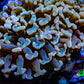 Ultra Hammer Coral Gold Tip WYSIWYG 8cm B2R6B1 Ultra Hammer Coral Gold Tip WYSIWYG 8cm B2R6B1 Aquarium Decor Ultra Hammer Coral Gold Tip WYSIWYG 8cm B2R6B1 Zeo Box Reef