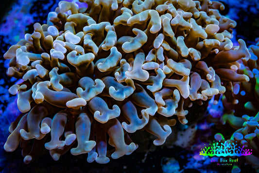 Ultra Hammer Coral Gold Tip WYSIWYG 8cm B2R6B1 Ultra Hammer Coral Gold Tip WYSIWYG 8cm B2R6B1 Aquarium Decor Ultra Hammer Coral Gold Tip WYSIWYG 8cm B2R6B1 Zeo Box Reef