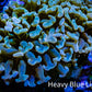 Ultra Hammer Coral Gold Tip WYSIWYG 8cm B2R6B1 Ultra Hammer Coral Gold Tip WYSIWYG 8cm B2R6B1 Aquarium Decor Ultra Hammer Coral Gold Tip WYSIWYG 8cm B2R6B1 Zeo Box Reef