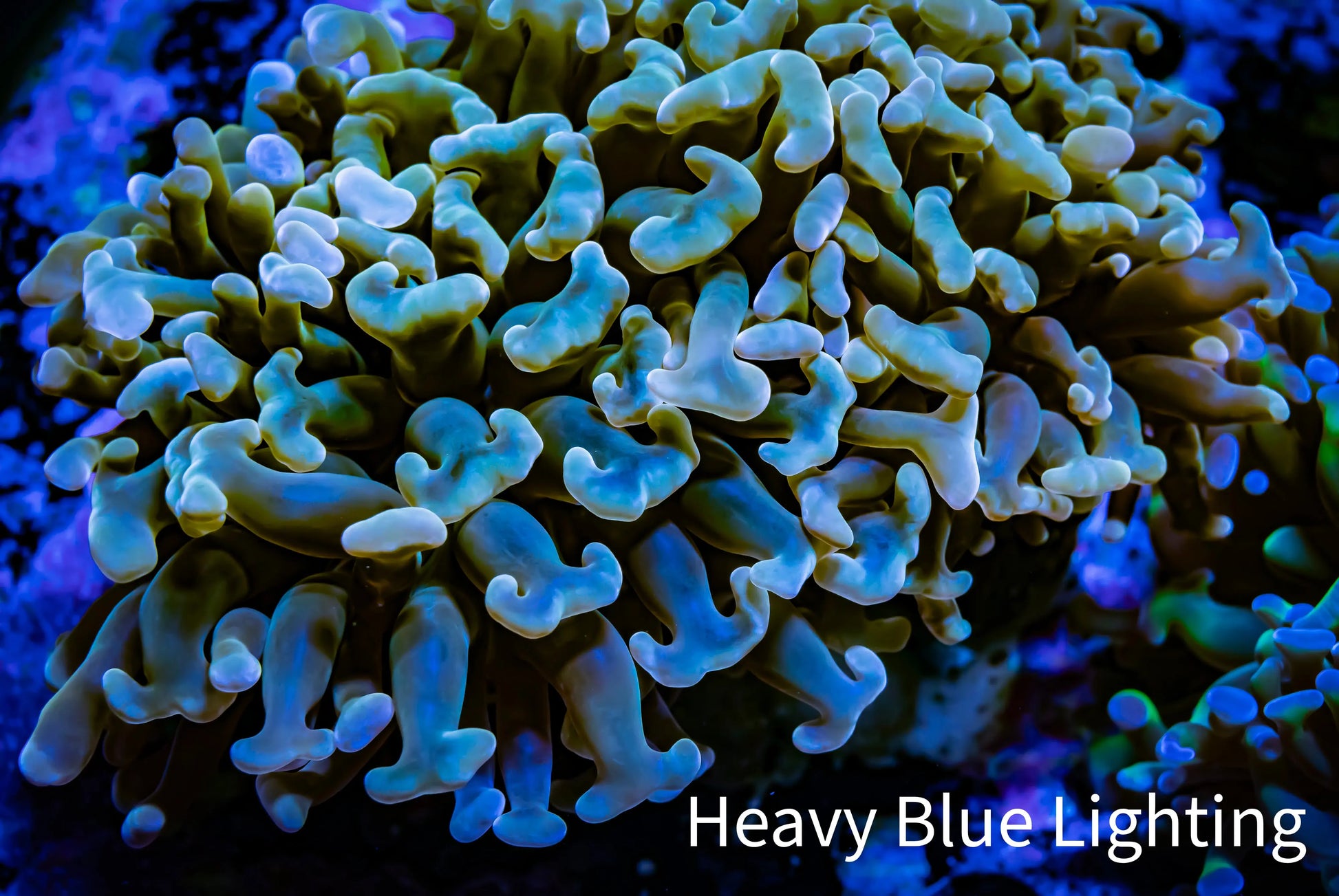 Ultra Hammer Coral Gold Tip WYSIWYG 8cm B2R6B1 Ultra Hammer Coral Gold Tip WYSIWYG 8cm B2R6B1 Aquarium Decor Ultra Hammer Coral Gold Tip WYSIWYG 8cm B2R6B1 Zeo Box Reef