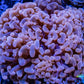 Ultra Hammer Coral Jelly Bean Tip  WYSIWYG 6cm Ultra Hammer Coral Jelly Bean Tip  WYSIWYG 6cm Aquarium Decor Ultra Hammer Coral Jelly Bean Tip  WYSIWYG 6cm Zeo Box Reef