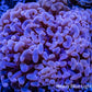 Ultra Hammer Coral Jelly Bean Tip  WYSIWYG 6cm Ultra Hammer Coral Jelly Bean Tip  WYSIWYG 6cm Aquarium Decor Ultra Hammer Coral Jelly Bean Tip  WYSIWYG 6cm Zeo Box Reef