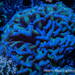 Ultra Hammer Coral   WYSIWYG 6cm Ultra Hammer Coral   WYSIWYG 6cm Aquarium Decor Ultra Hammer Coral   WYSIWYG 6cm Zeo Box Reef