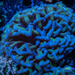 Ultra Hammer Coral   WYSIWYG 6cm Ultra Hammer Coral   WYSIWYG 6cm Aquarium Decor Ultra Hammer Coral   WYSIWYG 6cm Zeo Box Reef