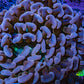 Ultra Hammer Coral -  Rose Gold WYSIWYG 8cm B4R6B1 Ultra Hammer Coral -  Rose Gold WYSIWYG 8cm B4R6B1 Aquarium Decor Ultra Hammer Coral -  Rose Gold WYSIWYG 8cm B4R6B1 Zeo Box Reef