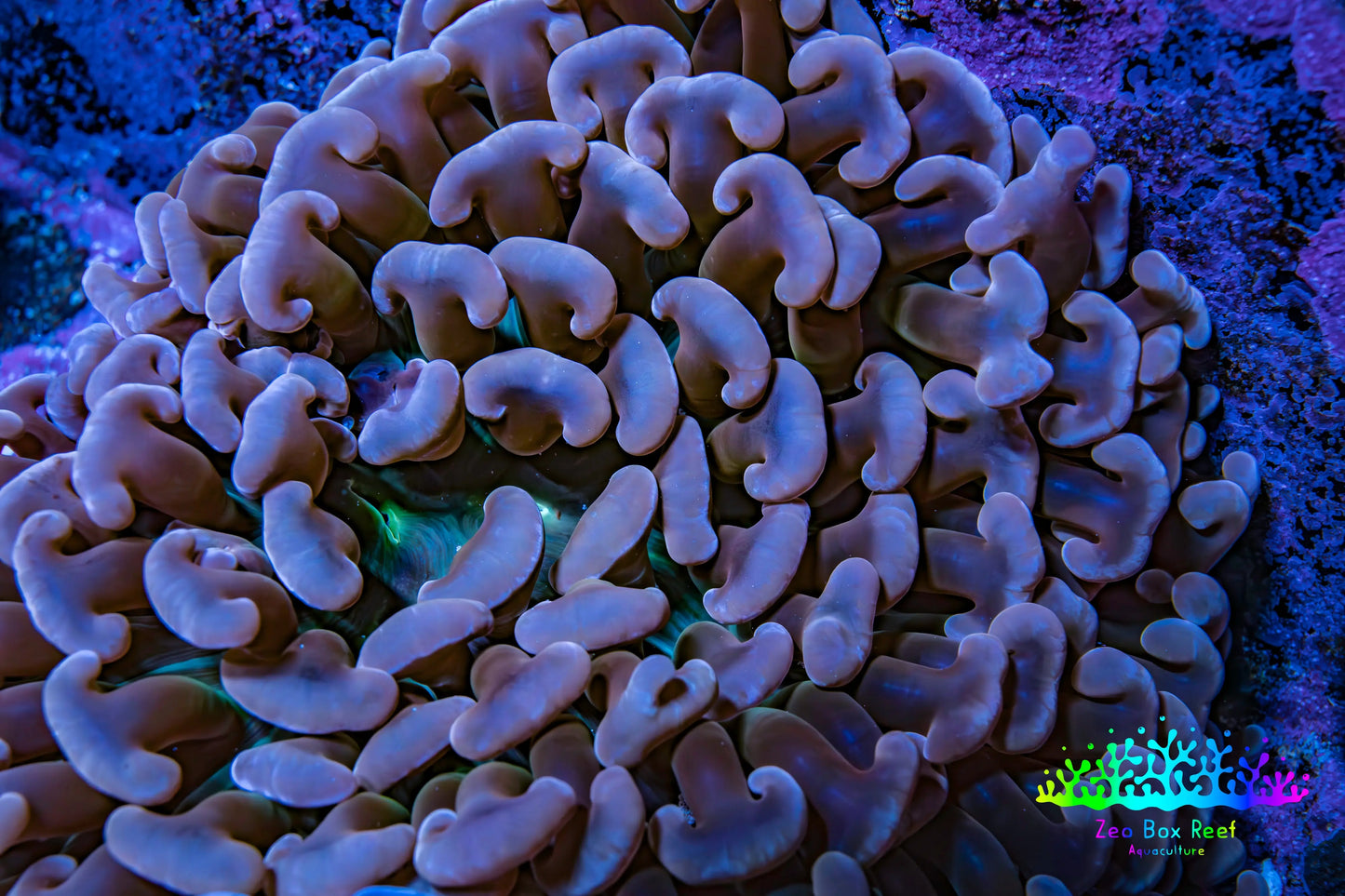 Ultra Hammer Coral -  Rose Gold WYSIWYG 8cm B4R6B1 Ultra Hammer Coral -  Rose Gold WYSIWYG 8cm B4R6B1 Aquarium Decor Ultra Hammer Coral -  Rose Gold WYSIWYG 8cm B4R6B1 Zeo Box Reef
