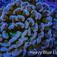 Ultra Hammer Coral -  Rose Gold WYSIWYG 8cm B4R6B1 Ultra Hammer Coral -  Rose Gold WYSIWYG 8cm B4R6B1 Aquarium Decor Ultra Hammer Coral -  Rose Gold WYSIWYG 8cm B4R6B1 Zeo Box Reef
