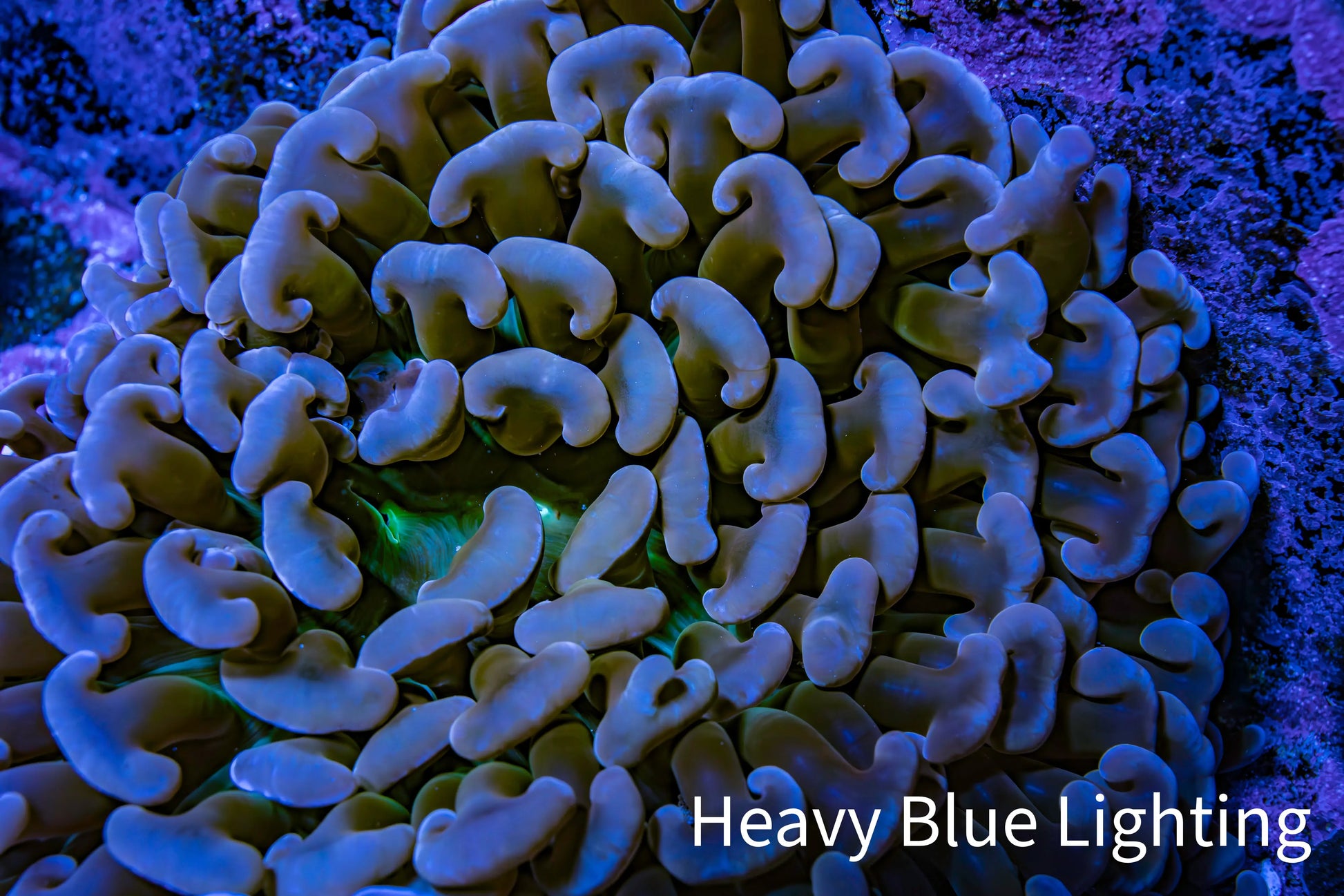 Ultra Hammer Coral -  Rose Gold WYSIWYG 8cm B4R6B1 Ultra Hammer Coral -  Rose Gold WYSIWYG 8cm B4R6B1 Aquarium Decor Ultra Hammer Coral -  Rose Gold WYSIWYG 8cm B4R6B1 Zeo Box Reef