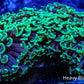 Ultra Hammer Coral Toxic Green Tip  WYSIWYG 7cm Ultra Hammer Coral Toxic Green Tip  WYSIWYG 7cm Aquarium Decor Ultra Hammer Coral Toxic Green Tip  WYSIWYG 7cm Zeo Box Reef