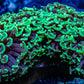 Ultra Hammer Coral Toxic Green Tip  WYSIWYG 7cm Ultra Hammer Coral Toxic Green Tip  WYSIWYG 7cm Aquarium Decor Ultra Hammer Coral Toxic Green Tip  WYSIWYG 7cm Zeo Box Reef