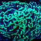Ultra Hammer Coral Toxic Green Tips  WYSIWYG 8cm Ultra Hammer Coral Toxic Green Tips  WYSIWYG 8cm Aquarium Decor Ultra Hammer Coral Toxic Green Tips  WYSIWYG 8cm Zeo Box Reef