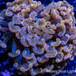 Ultra Hammer Coral Toxic Orange Jelly Bean Tip  WYSIWYG 8cm Ultra Hammer Coral Toxic Orange Jelly Bean Tip  WYSIWYG 8cm Aquarium Decor Ultra Hammer Coral Toxic Orange Jelly Bean Tip  WYSIWYG 8cm Zeo Box Reef