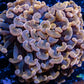 Ultra Hammer Coral Toxic Orange Jelly Bean Tip  WYSIWYG 8cm Ultra Hammer Coral Toxic Orange Jelly Bean Tip  WYSIWYG 8cm Aquarium Decor Ultra Hammer Coral Toxic Orange Jelly Bean Tip  WYSIWYG 8cm Zeo Box Reef