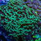 Ultra Hammer Coral -  WYSIWYG 10cm A1R5B1 Ultra Hammer Coral -  WYSIWYG 10cm A1R5B1 Aquarium Decor Ultra Hammer Coral -  WYSIWYG 10cm A1R5B1 Zeo Box Reef