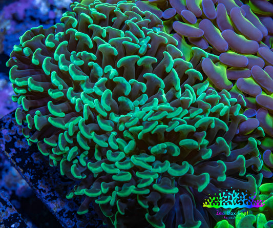 Ultra Hammer Coral -  WYSIWYG 10cm A1R5B1 Ultra Hammer Coral -  WYSIWYG 10cm A1R5B1 Aquarium Decor Ultra Hammer Coral -  WYSIWYG 10cm A1R5B1 Zeo Box Reef