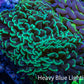 Ultra Hammer Coral -  WYSIWYG 10cm A1R5B1 Ultra Hammer Coral -  WYSIWYG 10cm A1R5B1 Aquarium Decor Ultra Hammer Coral -  WYSIWYG 10cm A1R5B1 Zeo Box Reef