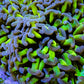 Ultra Hammer Coral -  WYSIWYG 10cm A1R6B1 Ultra Hammer Coral -  WYSIWYG 10cm A1R6B1 Aquarium Decor Ultra Hammer Coral -  WYSIWYG 10cm A1R6B1 Zeo Box Reef