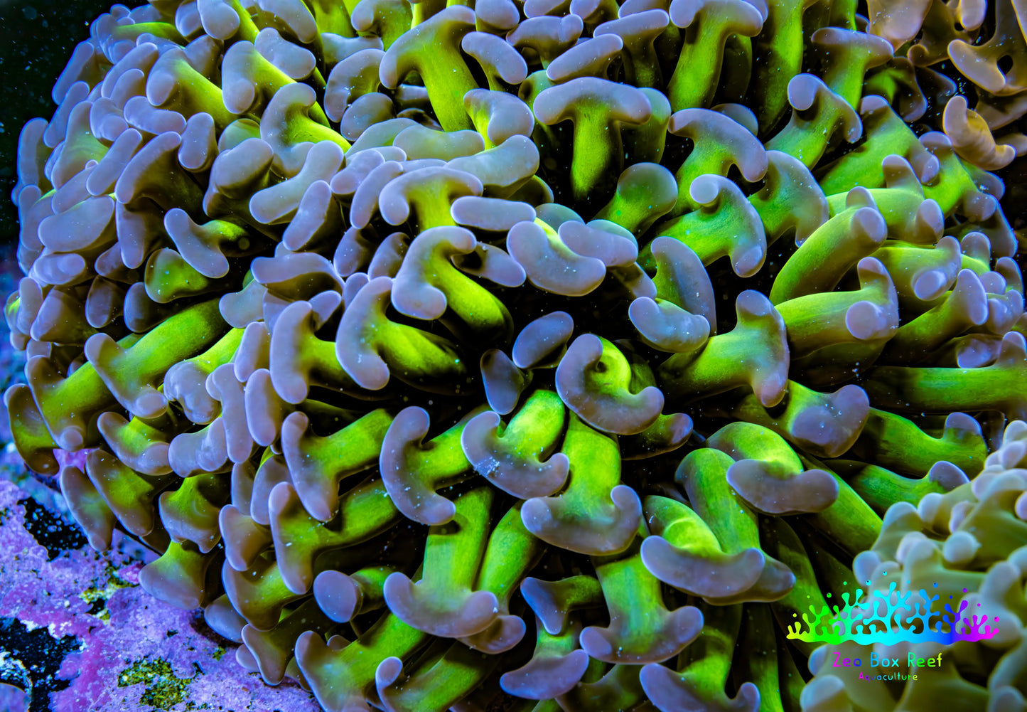 Ultra Hammer Coral -  WYSIWYG 10cm A1R6B1 Ultra Hammer Coral -  WYSIWYG 10cm A1R6B1 Aquarium Decor Ultra Hammer Coral -  WYSIWYG 10cm A1R6B1 Zeo Box Reef