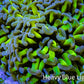 Ultra Hammer Coral -  WYSIWYG 10cm A1R6B1 Ultra Hammer Coral -  WYSIWYG 10cm A1R6B1 Aquarium Decor Ultra Hammer Coral -  WYSIWYG 10cm A1R6B1 Zeo Box Reef