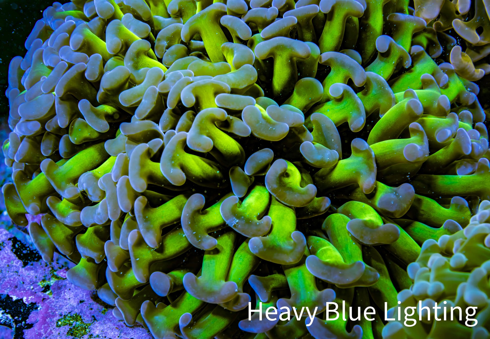 Ultra Hammer Coral -  WYSIWYG 10cm A1R6B1 Ultra Hammer Coral -  WYSIWYG 10cm A1R6B1 Aquarium Decor Ultra Hammer Coral -  WYSIWYG 10cm A1R6B1 Zeo Box Reef