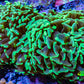 Ultra Hammer Coral -  WYSIWYG 10cm A2R5B1 Ultra Hammer Coral -  WYSIWYG 10cm A2R5B1 Aquarium Decor Ultra Hammer Coral -  WYSIWYG 10cm A2R5B1 Zeo Box Reef