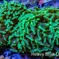 Ultra Hammer Coral -  WYSIWYG 10cm A2R5B1 Ultra Hammer Coral -  WYSIWYG 10cm A2R5B1 Aquarium Decor Ultra Hammer Coral -  WYSIWYG 10cm A2R5B1 Zeo Box Reef