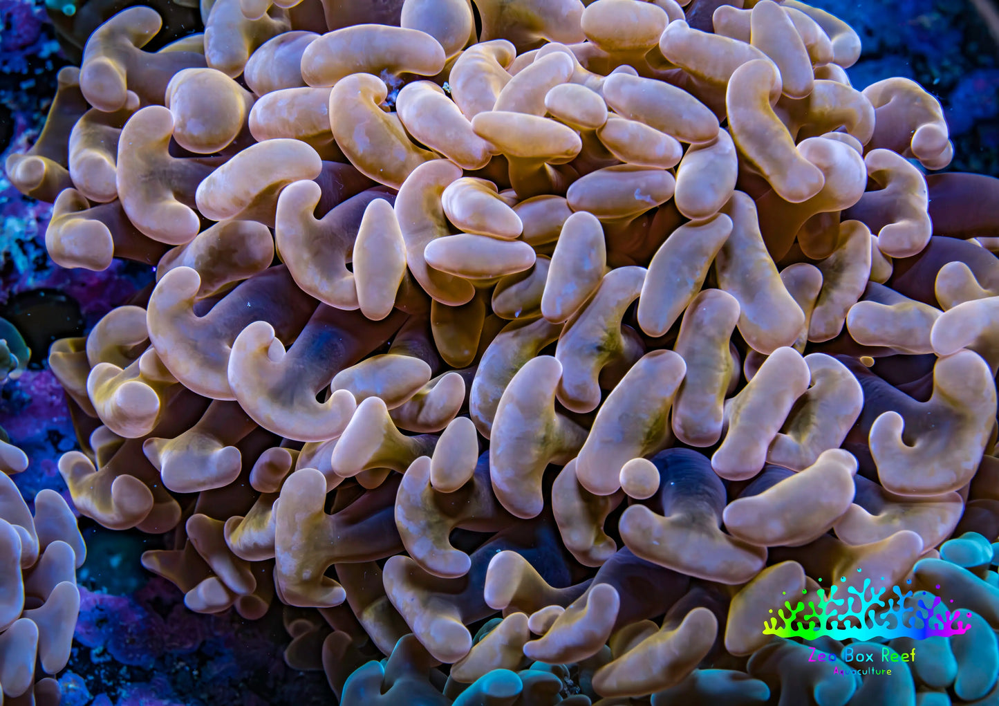 Ultra Hammer Coral -  WYSIWYG 10cm A2R5B1 Ultra Hammer Coral -  WYSIWYG 10cm A2R5B1 Aquarium Decor Ultra Hammer Coral -  WYSIWYG 10cm A2R5B1 Zeo Box Reef