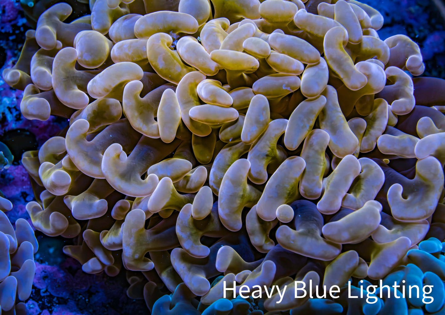 Ultra Hammer Coral -  WYSIWYG 10cm A2R5B1 Ultra Hammer Coral -  WYSIWYG 10cm A2R5B1 Aquarium Decor Ultra Hammer Coral -  WYSIWYG 10cm A2R5B1 Zeo Box Reef