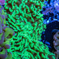 Ultra Hammer Coral -  WYSIWYG 10cm A3R5B1 Ultra Hammer Coral -  WYSIWYG 10cm A3R5B1 Aquarium Decor Ultra Hammer Coral -  WYSIWYG 10cm A3R5B1 Zeo Box Reef