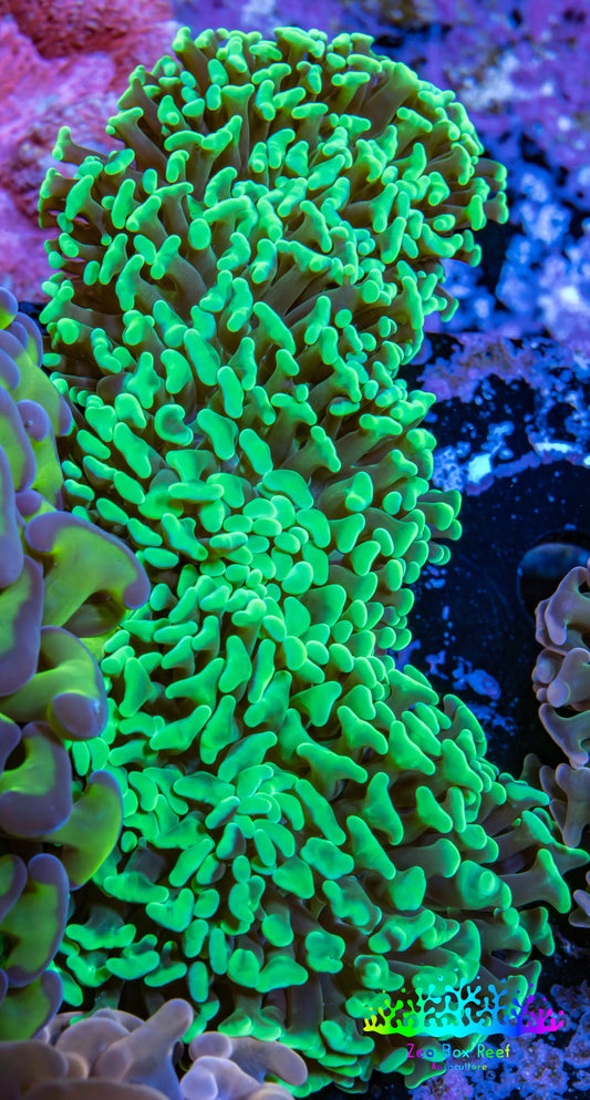 Ultra Hammer Coral -  WYSIWYG 10cm A3R5B1 Ultra Hammer Coral -  WYSIWYG 10cm A3R5B1 Aquarium Decor Ultra Hammer Coral -  WYSIWYG 10cm A3R5B1 Zeo Box Reef