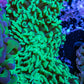 Ultra Hammer Coral -  WYSIWYG 10cm A3R5B1 Ultra Hammer Coral -  WYSIWYG 10cm A3R5B1 Aquarium Decor Ultra Hammer Coral -  WYSIWYG 10cm A3R5B1 Zeo Box Reef