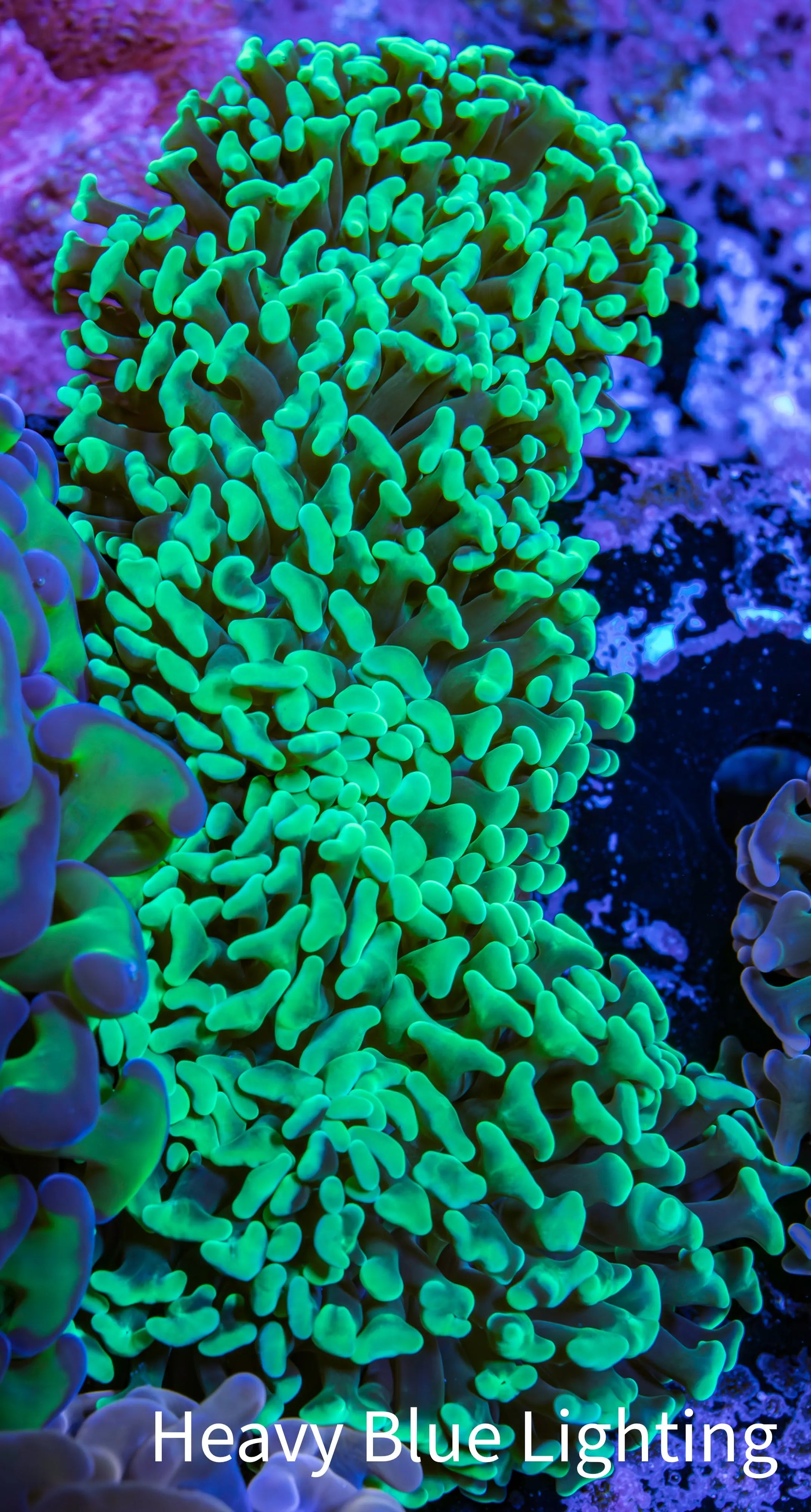 Ultra Hammer Coral -  WYSIWYG 10cm A3R5B1 Ultra Hammer Coral -  WYSIWYG 10cm A3R5B1 Aquarium Decor Ultra Hammer Coral -  WYSIWYG 10cm A3R5B1 Zeo Box Reef