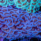Ultra Hammer Coral -  WYSIWYG 10cm A5R5B1 Ultra Hammer Coral -  WYSIWYG 10cm A5R5B1 Aquarium Decor Ultra Hammer Coral -  WYSIWYG 10cm A5R5B1 Zeo Box Reef