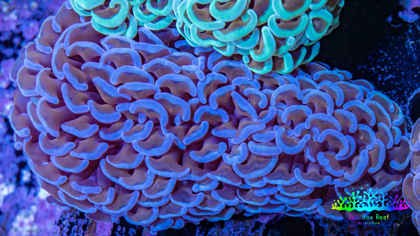 Ultra Hammer Coral -  WYSIWYG 10cm A5R5B1 Ultra Hammer Coral -  WYSIWYG 10cm A5R5B1 Aquarium Decor Ultra Hammer Coral -  WYSIWYG 10cm A5R5B1 Zeo Box Reef