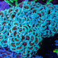 Ultra Hammer Coral -  WYSIWYG 10cm A6R5B1 Ultra Hammer Coral -  WYSIWYG 10cm A6R5B1 Aquarium Decor Ultra Hammer Coral -  WYSIWYG 10cm A6R5B1 Zeo Box Reef