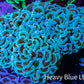 Ultra Hammer Coral -  WYSIWYG 10cm A6R5B1 Ultra Hammer Coral -  WYSIWYG 10cm A6R5B1 Aquarium Decor Ultra Hammer Coral -  WYSIWYG 10cm A6R5B1 Zeo Box Reef