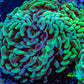 Ultra Hammer Coral -  WYSIWYG 10cm B1R6B1 Ultra Hammer Coral -  WYSIWYG 10cm B1R6B1 Aquarium Decor Ultra Hammer Coral -  WYSIWYG 10cm B1R6B1 Zeo Box Reef