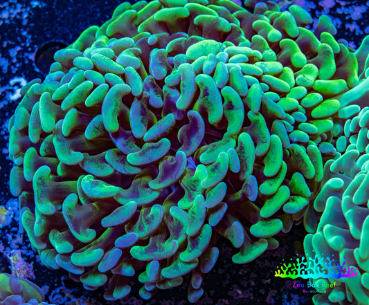 Ultra Hammer Coral -  WYSIWYG 10cm B1R6B1 Ultra Hammer Coral -  WYSIWYG 10cm B1R6B1 Aquarium Decor Ultra Hammer Coral -  WYSIWYG 10cm B1R6B1 Zeo Box Reef