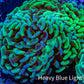 Ultra Hammer Coral -  WYSIWYG 10cm B1R6B1 Ultra Hammer Coral -  WYSIWYG 10cm B1R6B1 Aquarium Decor Ultra Hammer Coral -  WYSIWYG 10cm B1R6B1 Zeo Box Reef