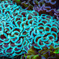 Ultra Hammer Coral -  WYSIWYG 10cm B1R6B1 Ultra Hammer Coral -  WYSIWYG 10cm B1R6B1 Aquarium Decor Ultra Hammer Coral -  WYSIWYG 10cm B1R6B1 Zeo Box Reef