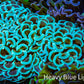 Ultra Hammer Coral -  WYSIWYG 10cm B1R6B1 Ultra Hammer Coral -  WYSIWYG 10cm B1R6B1 Aquarium Decor Ultra Hammer Coral -  WYSIWYG 10cm B1R6B1 Zeo Box Reef
