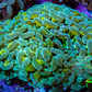 Ultra Hammer Coral -  WYSIWYG 10cm B1R6B1 Ultra Hammer Coral -  WYSIWYG 10cm B1R6B1 Aquarium Decor Ultra Hammer Coral -  WYSIWYG 10cm B1R6B1 Zeo Box Reef