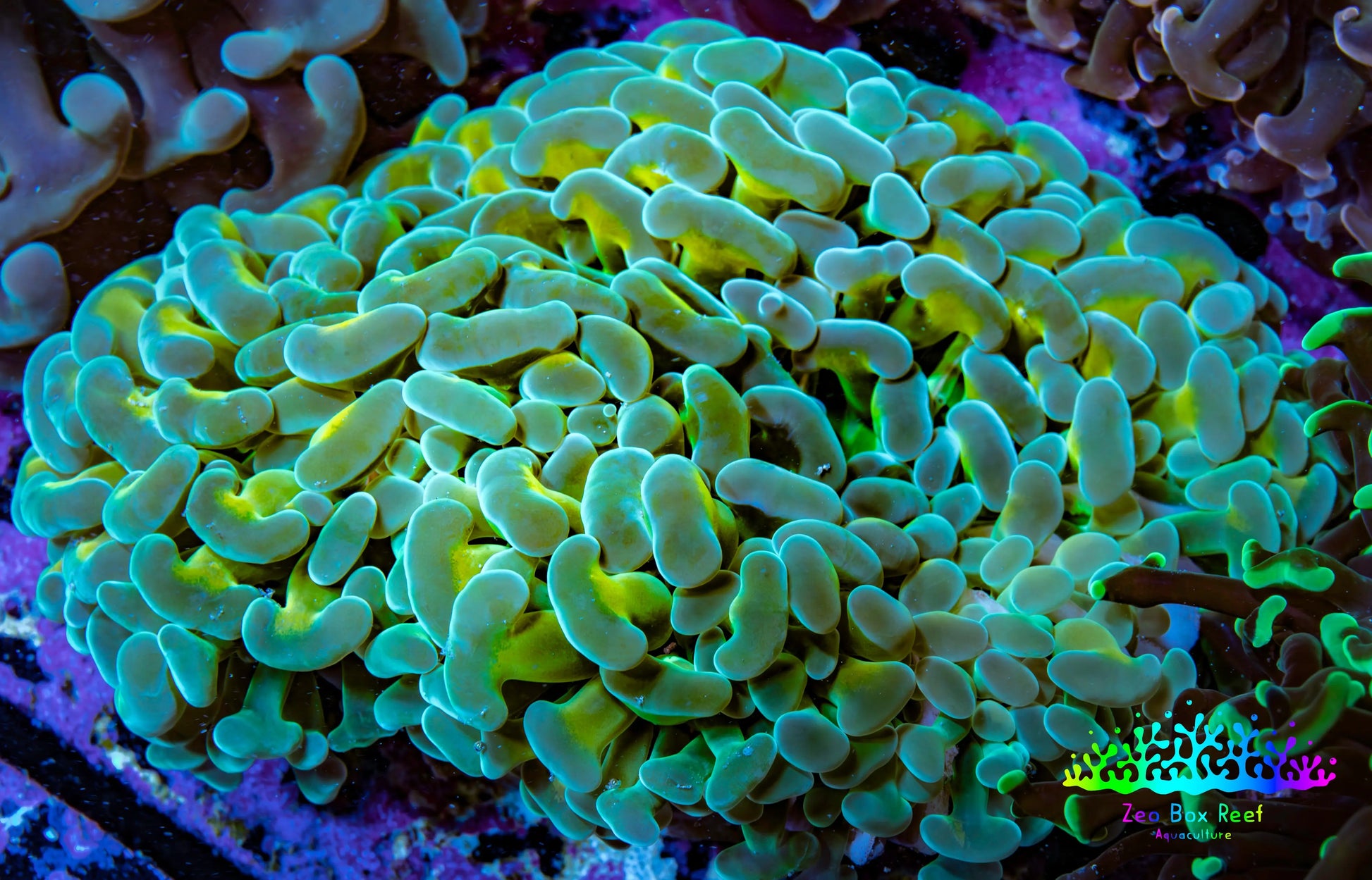 Ultra Hammer Coral -  WYSIWYG 10cm B1R6B1 Ultra Hammer Coral -  WYSIWYG 10cm B1R6B1 Aquarium Decor Ultra Hammer Coral -  WYSIWYG 10cm B1R6B1 Zeo Box Reef