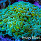 Ultra Hammer Coral -  WYSIWYG 10cm B1R6B1 Ultra Hammer Coral -  WYSIWYG 10cm B1R6B1 Aquarium Decor Ultra Hammer Coral -  WYSIWYG 10cm B1R6B1 Zeo Box Reef